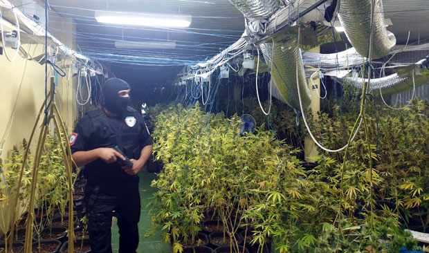 Пресуда узгајивачима марихуане у РС: Дилерима 15 и по година!